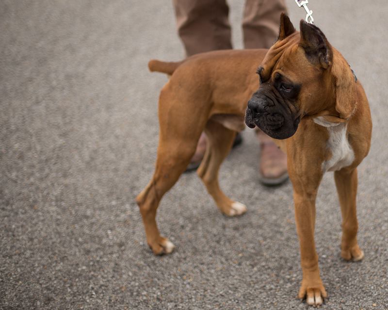 Boxer dog hot sale rescue